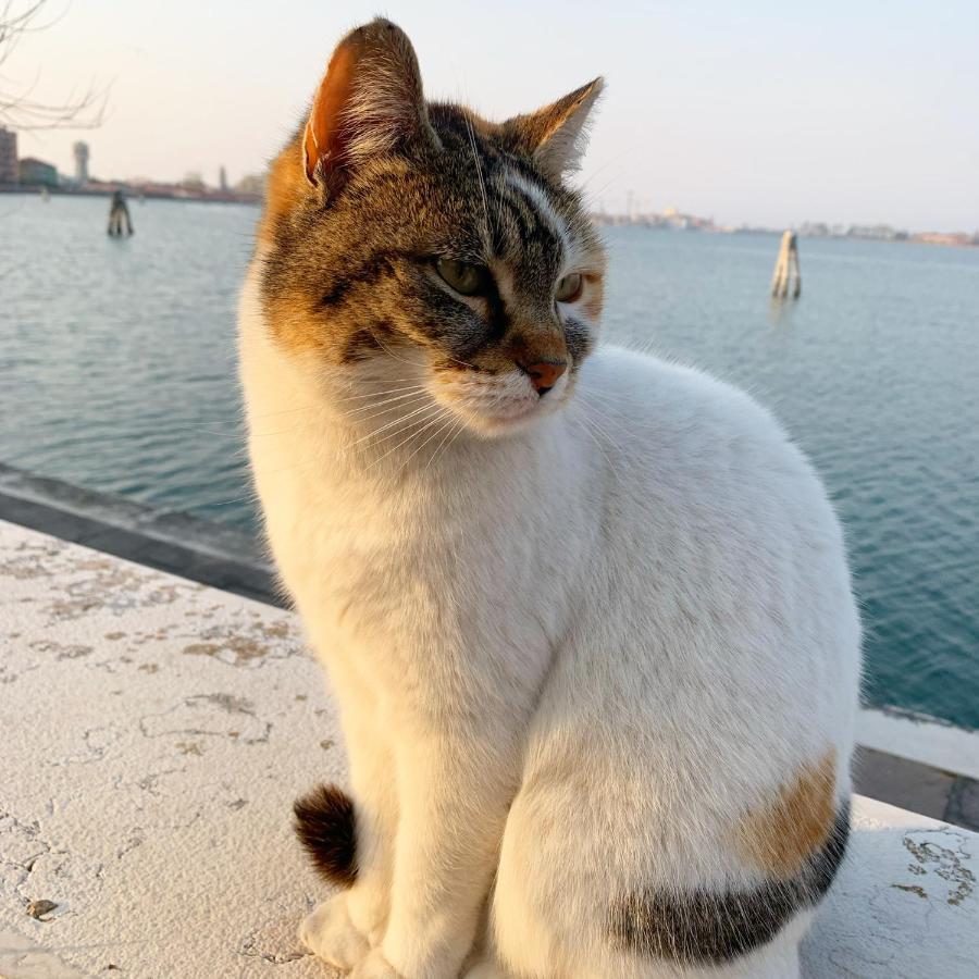 Sepa Chioggia Calle Moretti Luaran gambar